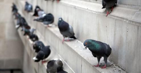 Pigeon Control
